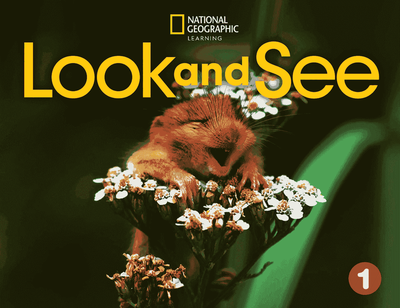 Look and See